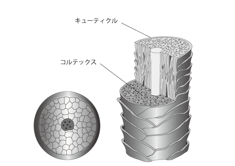 TOKIKATA｜毛髪｜キューティクル｜コルテックス